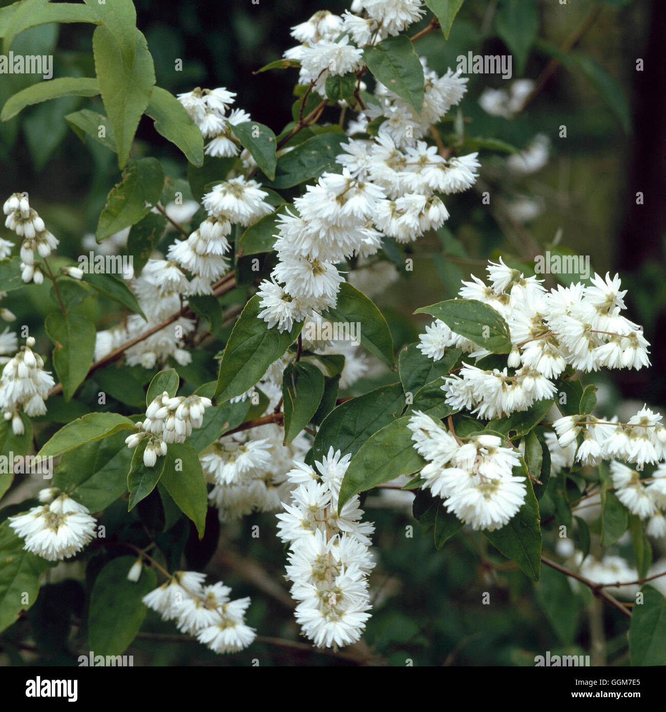 Deutzia scabra - `Candidissima'   TRS028970 Stock Photo